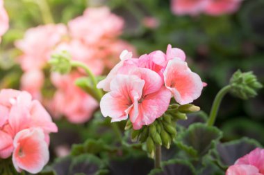 Renkli çiçeklerin arkaplan resmi