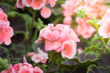 Renkli çiçeklerin arkaplan resmi