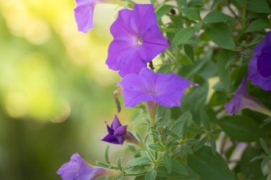 Renkli çiçeklerin arkaplan resmi