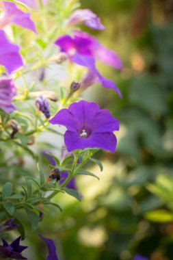 Renkli çiçeklerin arkaplan resmi