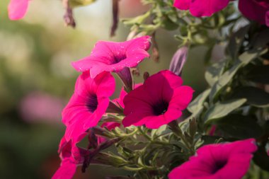 Renkli çiçeklerin arkaplan resmi