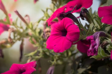 Renkli çiçeklerin arkaplan resmi