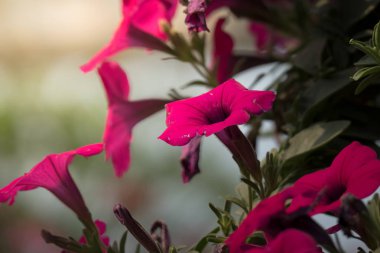 Renkli çiçeklerin arkaplan resmi