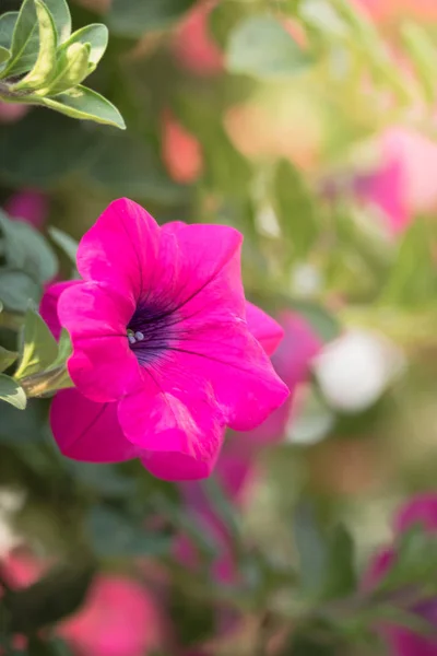 色とりどりの花の背景イメージ — ストック写真