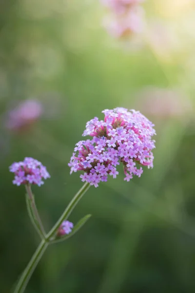 La imagen de fondo de las flores de colores — Foto de Stock