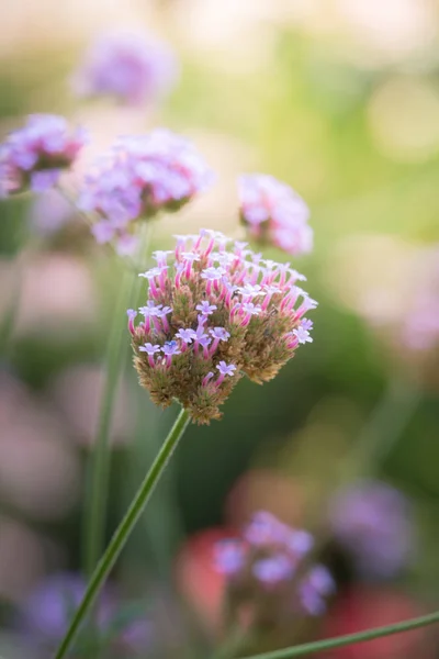 La imagen de fondo de las flores de colores — Foto de Stock