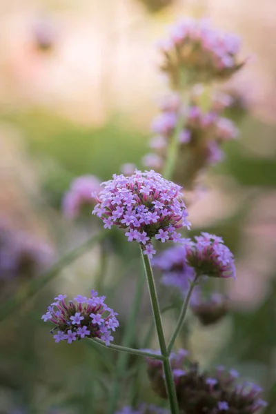 A imagem de fundo das flores coloridas — Fotografia de Stock