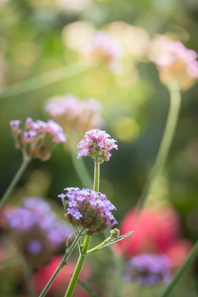 A imagem de fundo das flores coloridas — Fotografia de Stock