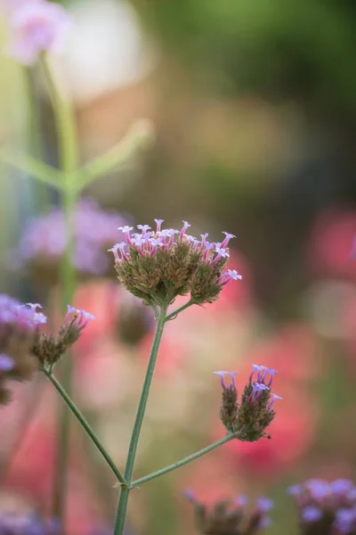 La imagen de fondo de las flores de colores — Foto de Stock