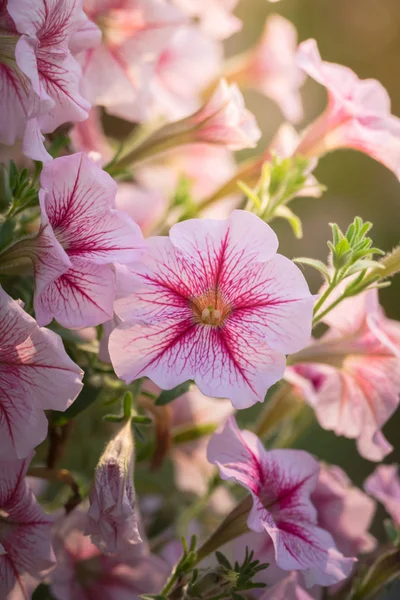 色とりどりの花の背景イメージ — ストック写真