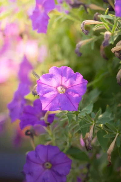 The background image of the colorful flowers — Stock Photo, Image