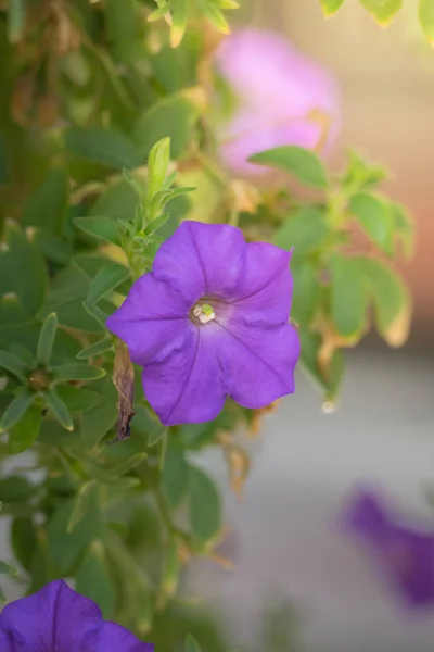 The background image of the colorful flowers — Stock Photo, Image