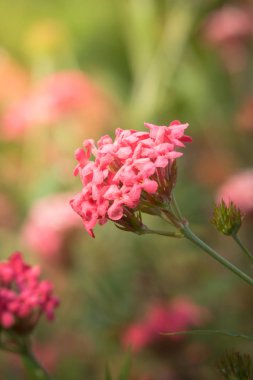 Renkli çiçeklerin arkaplan resmi