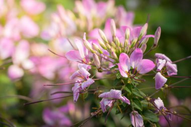 Renkli çiçeklerin arkaplan resmi