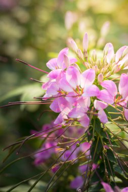 Renkli çiçeklerin arkaplan resmi