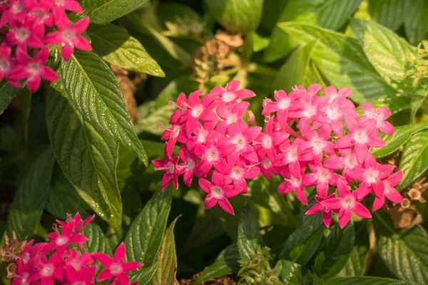 The background image of the colorful flowers