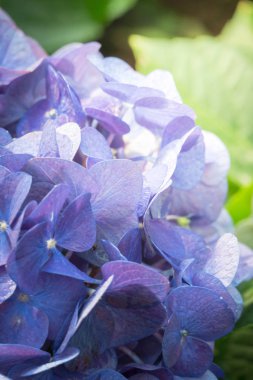 Renkli çiçeklerin arkaplan resmi