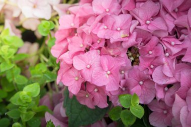 Renkli çiçeklerin arkaplan resmi