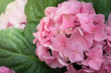 Renkli çiçeklerin arkaplan resmi