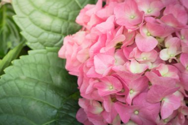 Renkli çiçeklerin arkaplan resmi