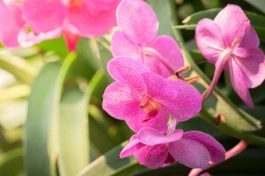 Renkli çiçeklerin arkaplan resmi