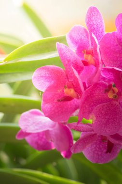 Renkli çiçeklerin arkaplan resmi