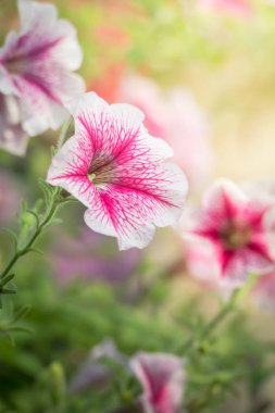 Renkli çiçeklerin arkaplan resmi