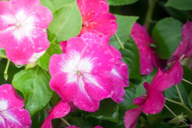 Renkli çiçeklerin arkaplan resmi