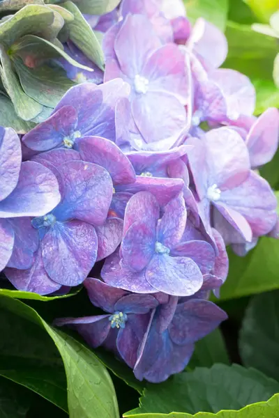 L'image de fond des fleurs colorées — Photo