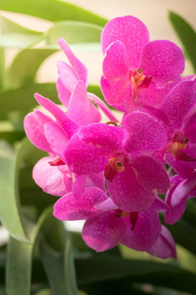 The background image of the colorful flowers — Stock Photo, Image