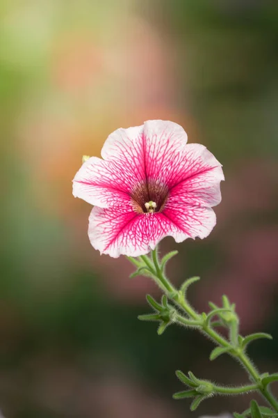 色とりどりの花の背景イメージ — ストック写真