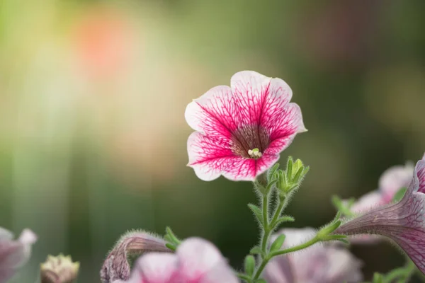 De achtergrond afbeelding van de kleurrijke bloemen — Stockfoto