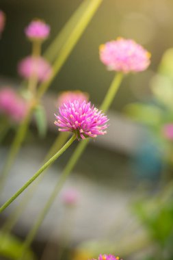 Renkli çiçeklerin arkaplan resmi