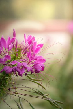 Renkli çiçeklerin arkaplan resmi