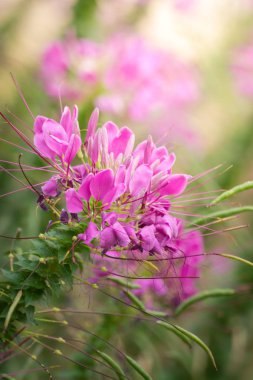 Renkli çiçeklerin arkaplan resmi