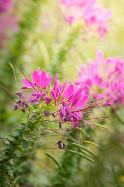 Renkli çiçeklerin arkaplan resmi