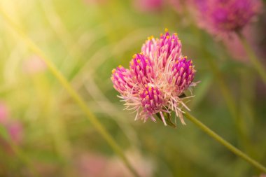 Renkli çiçeklerin arkaplan resmi