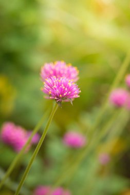 Renkli çiçeklerin arkaplan resmi