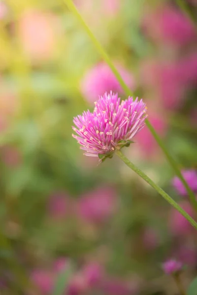 The background image of the colorful flowers — Stock Photo, Image