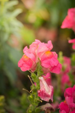 Renkli çiçeklerin arkaplan resmi