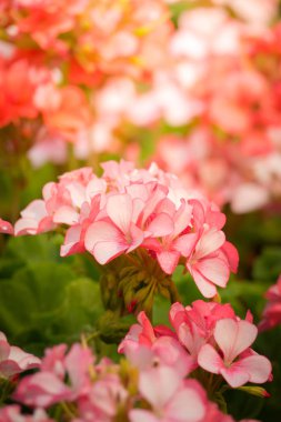 Renkli çiçeklerin arkaplan resmi