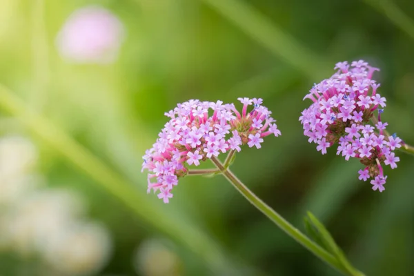 La imagen de fondo de las flores de colores — Foto de Stock