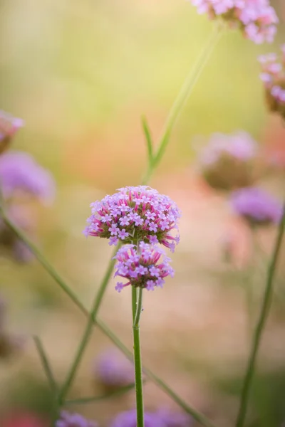 La imagen de fondo de las flores de colores — Foto de Stock