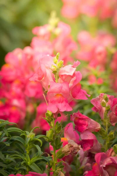 L'image de fond des fleurs colorées — Photo