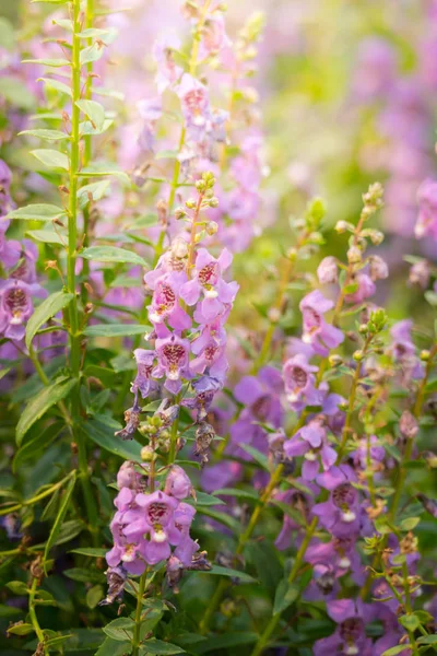 L'image de fond des fleurs colorées — Photo