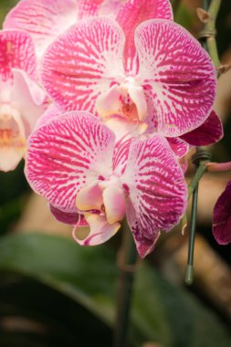 Renkli çiçeklerin arkaplan resmi