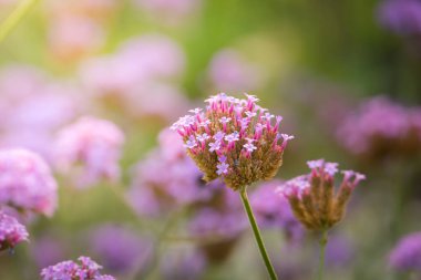 Renkli çiçeklerin arkaplan resmi