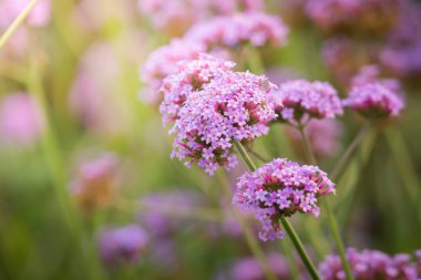 Renkli çiçeklerin arkaplan resmi