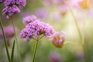 Renkli çiçeklerin arkaplan resmi