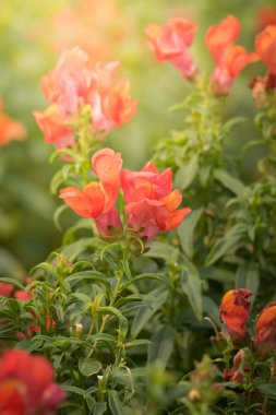 Renkli çiçeklerin arkaplan resmi